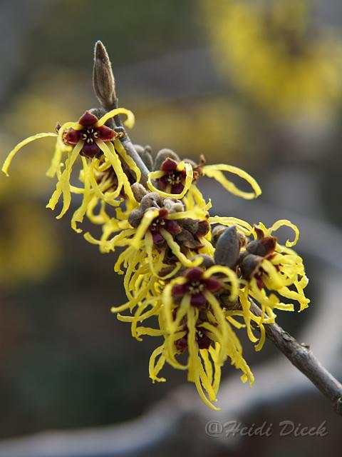 Hamamelis mollis2.JPG - Hamamelis mollis